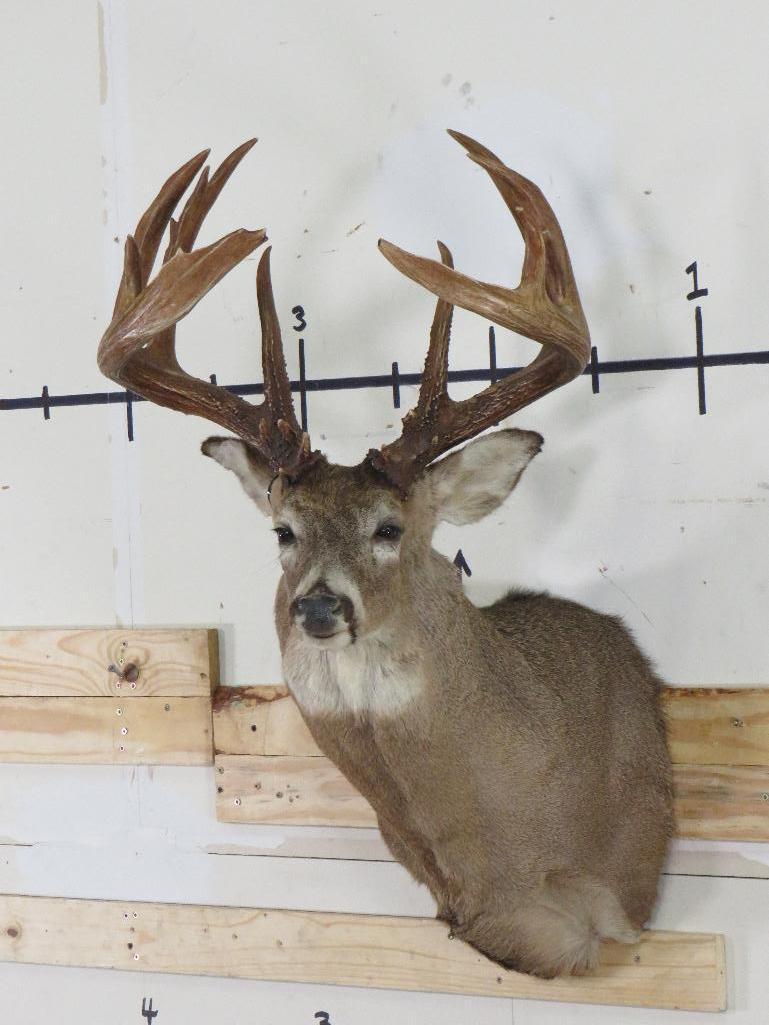 Whitetail Sh Mt w/Big, Heavy Rack 17 Pts TAXIDERMY