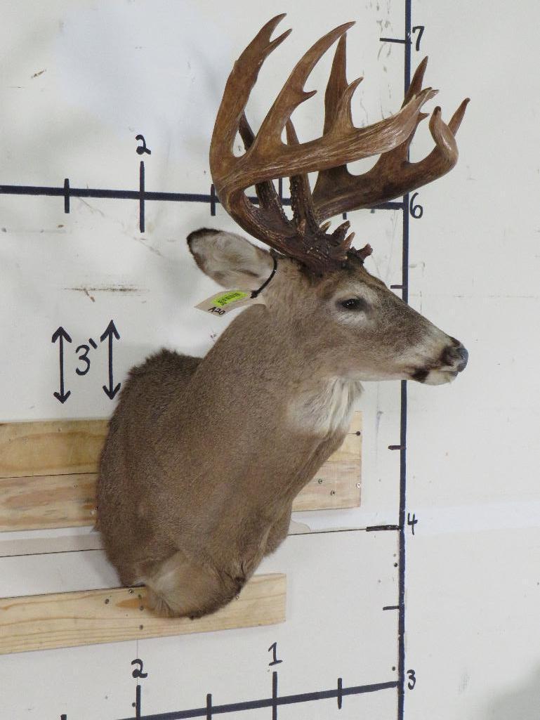 Whitetail Sh Mt w/Big, Heavy Rack 17 Pts TAXIDERMY