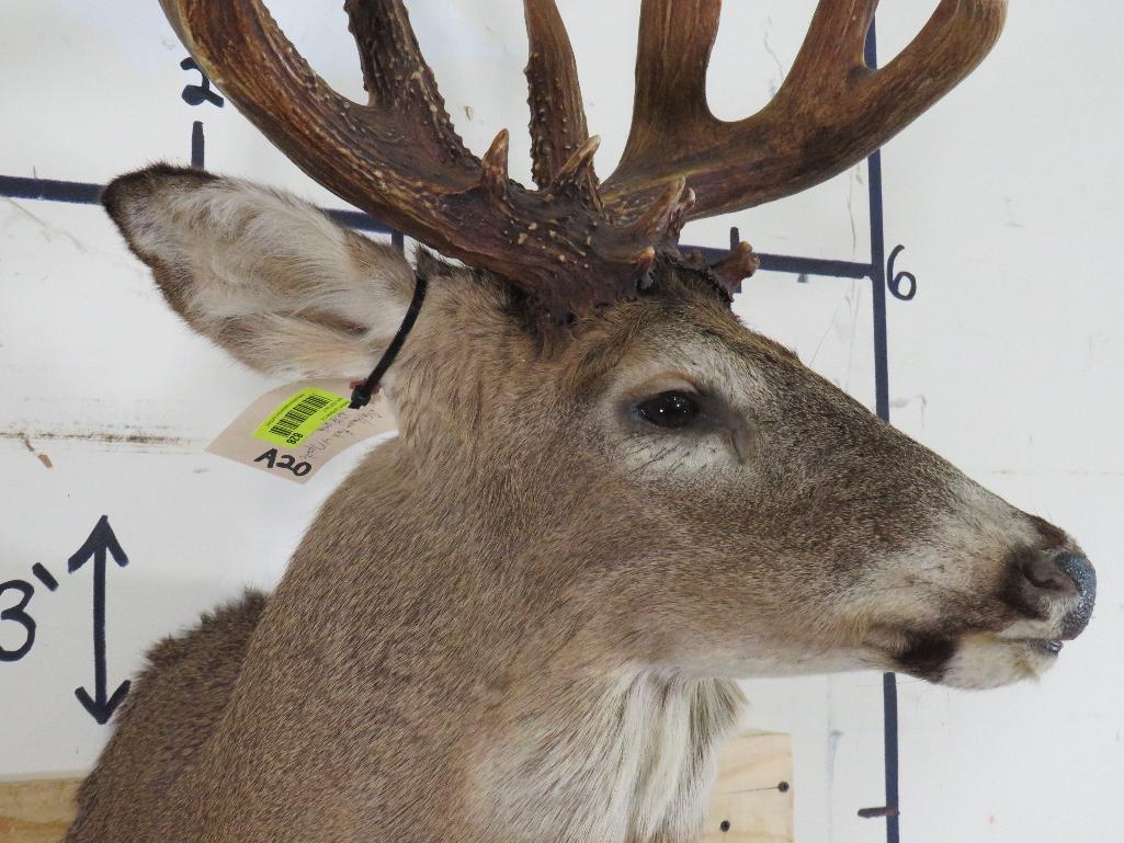 Whitetail Sh Mt w/Big, Heavy Rack 17 Pts TAXIDERMY