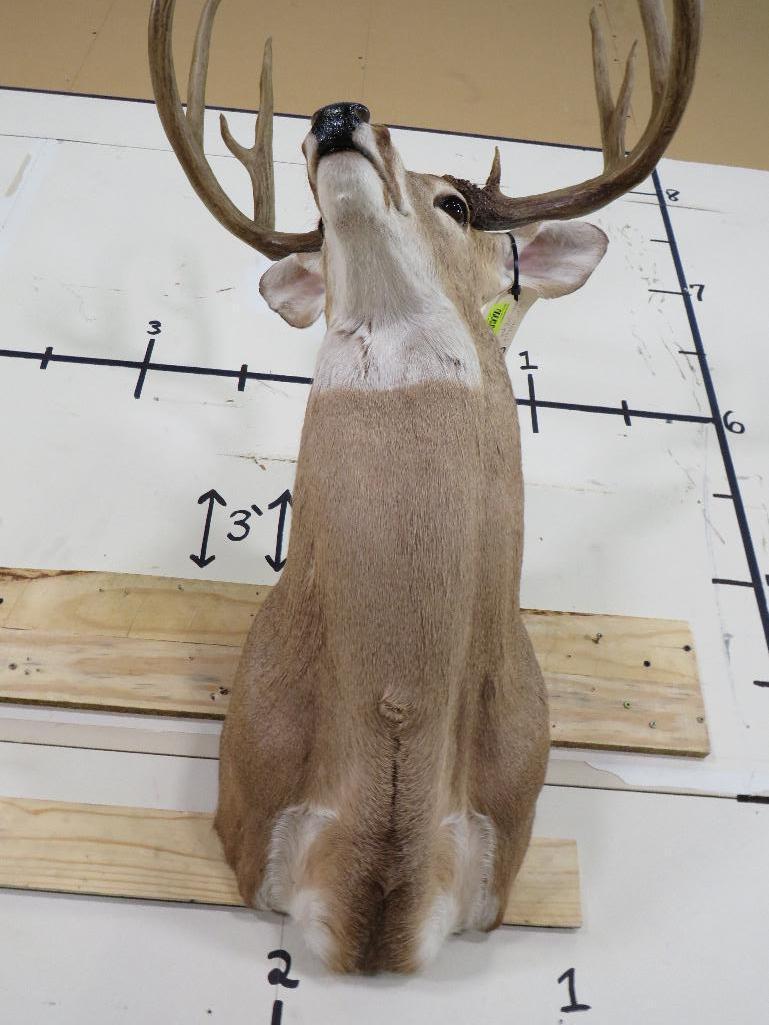 Nice 10 PT Whitetail Sh Mt w/Big Rack TAXIDERMY