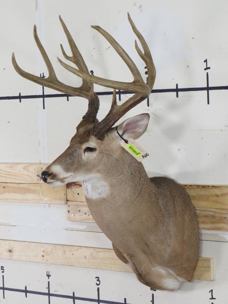 Nice 10 PT Whitetail Sh Mt w/Big Rack TAXIDERMY