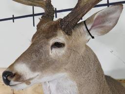 Nice 10 PT Whitetail Sh Mt w/Big Rack TAXIDERMY