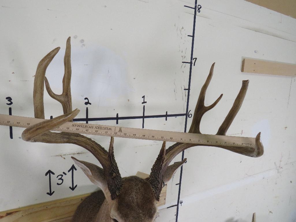 Nice 10 PT Whitetail Sh Mt w/Big Rack TAXIDERMY