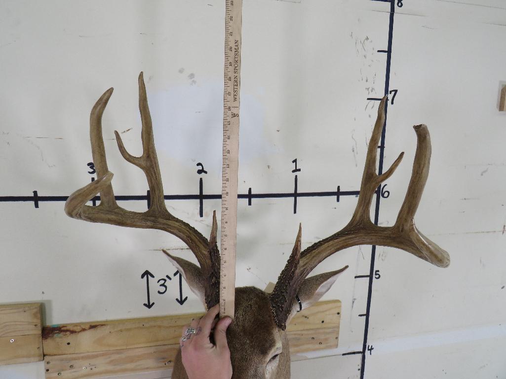 Nice 10 PT Whitetail Sh Mt w/Big Rack TAXIDERMY