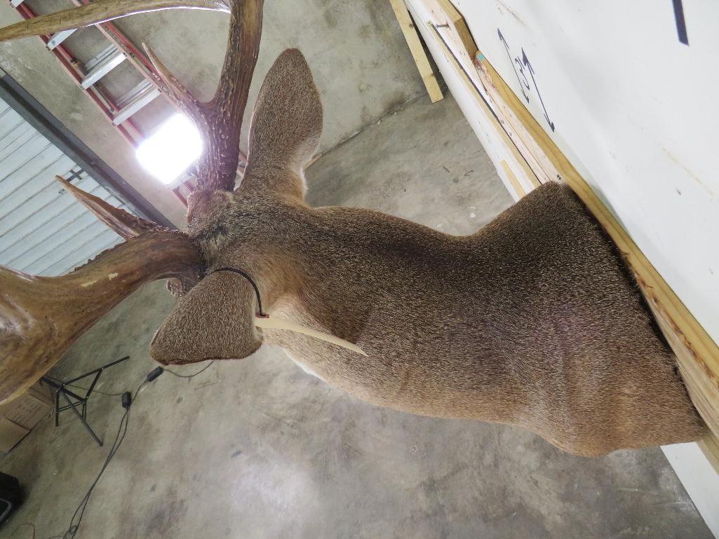 Nice 10 PT Whitetail Sh Mt w/Big Rack TAXIDERMY