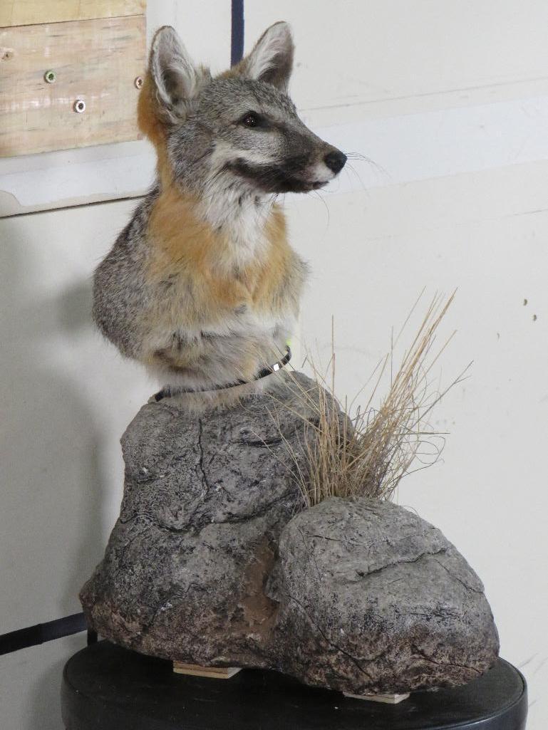 Grey Fox Table Pedestal TAXIDERMY