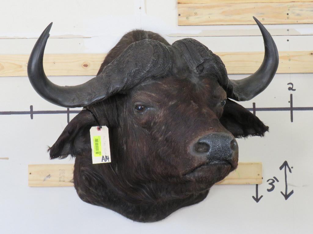 Cape Buffalo Sh Mt w/35.5"Spread TAXIDERMY