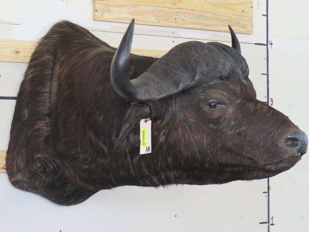 Cape Buffalo Sh Mt w/35.5"Spread TAXIDERMY