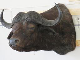 Cape Buffalo Sh Mt w/35.5"Spread TAXIDERMY