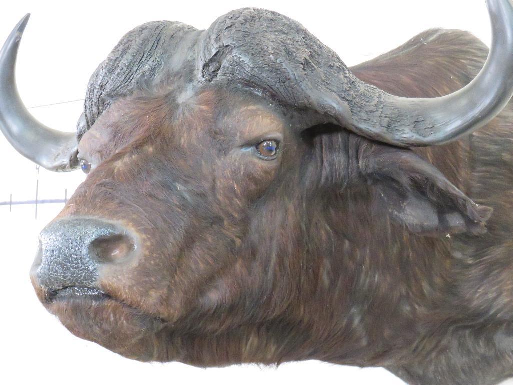 Cape Buffalo Sh Mt w/35.5"Spread TAXIDERMY