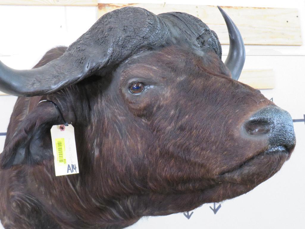 Cape Buffalo Sh Mt w/35.5"Spread TAXIDERMY