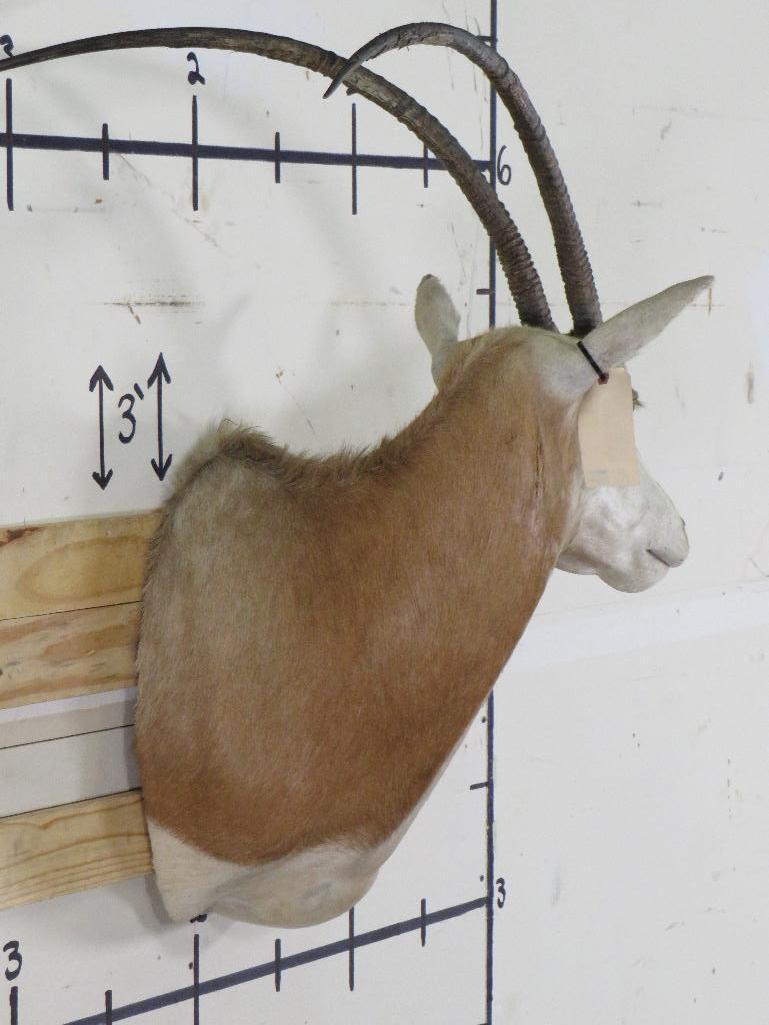 Scimitar Horn Oryx *TX RES ONLY* TAXIDERMY