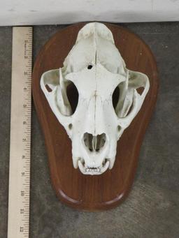 Mountain Lion Skull on Plaque TAXIDERMY
