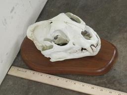 Mountain Lion Skull on Plaque TAXIDERMY