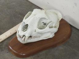 Mountain Lion Skull on Plaque TAXIDERMY