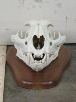 Mountain Lion Skull on Plaque TAXIDERMY