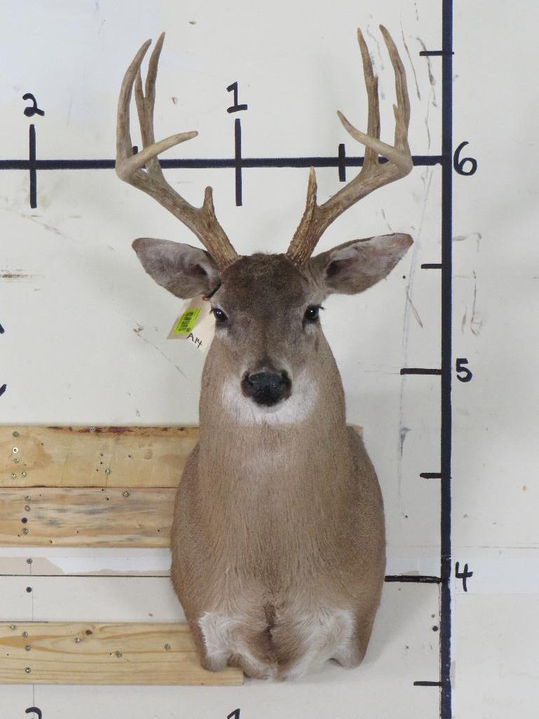 10pt Whitetail Sh Mt TAXIDERMY