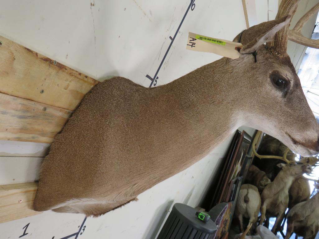 10pt Whitetail Sh Mt TAXIDERMY