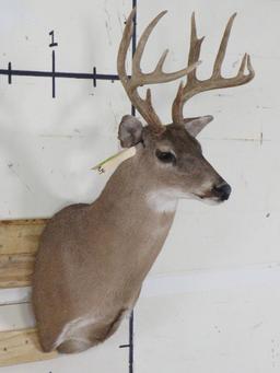 10pt Whitetail Sh Mt TAXIDERMY