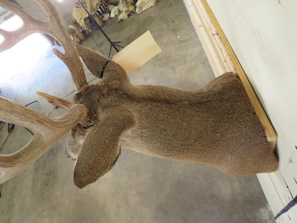 10pt Whitetail Sh Mt TAXIDERMY