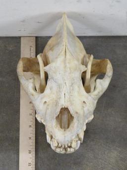 Hyena Skull TAXIDERMY