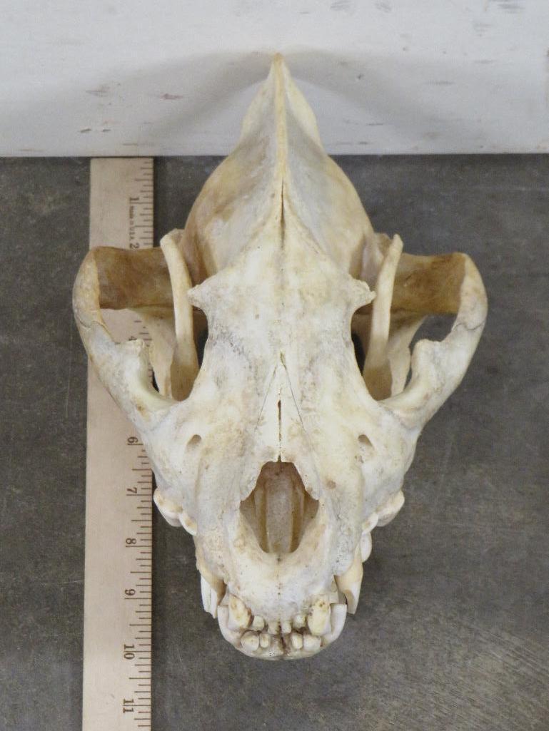 Hyena Skull TAXIDERMY