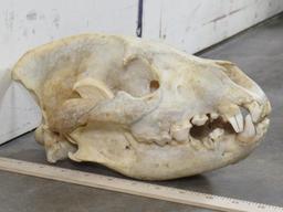 Hyena Skull TAXIDERMY