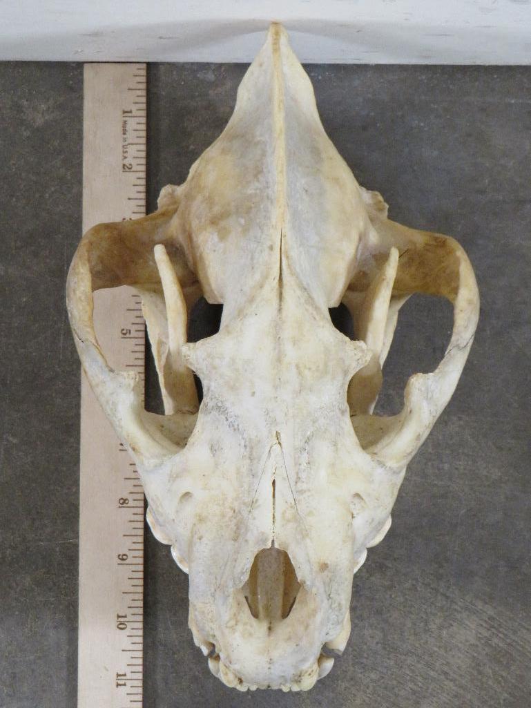 Hyena Skull TAXIDERMY