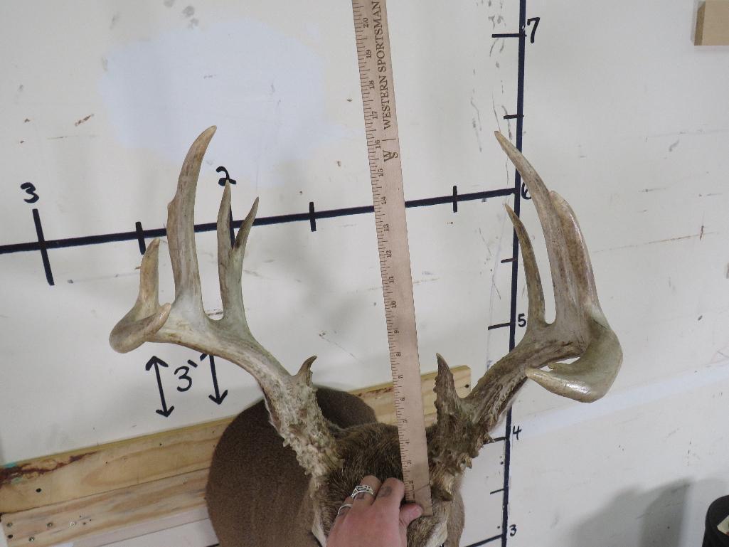 20 Pt Whitetail Sh Mt w/lots of brow tines TAXIDERMY