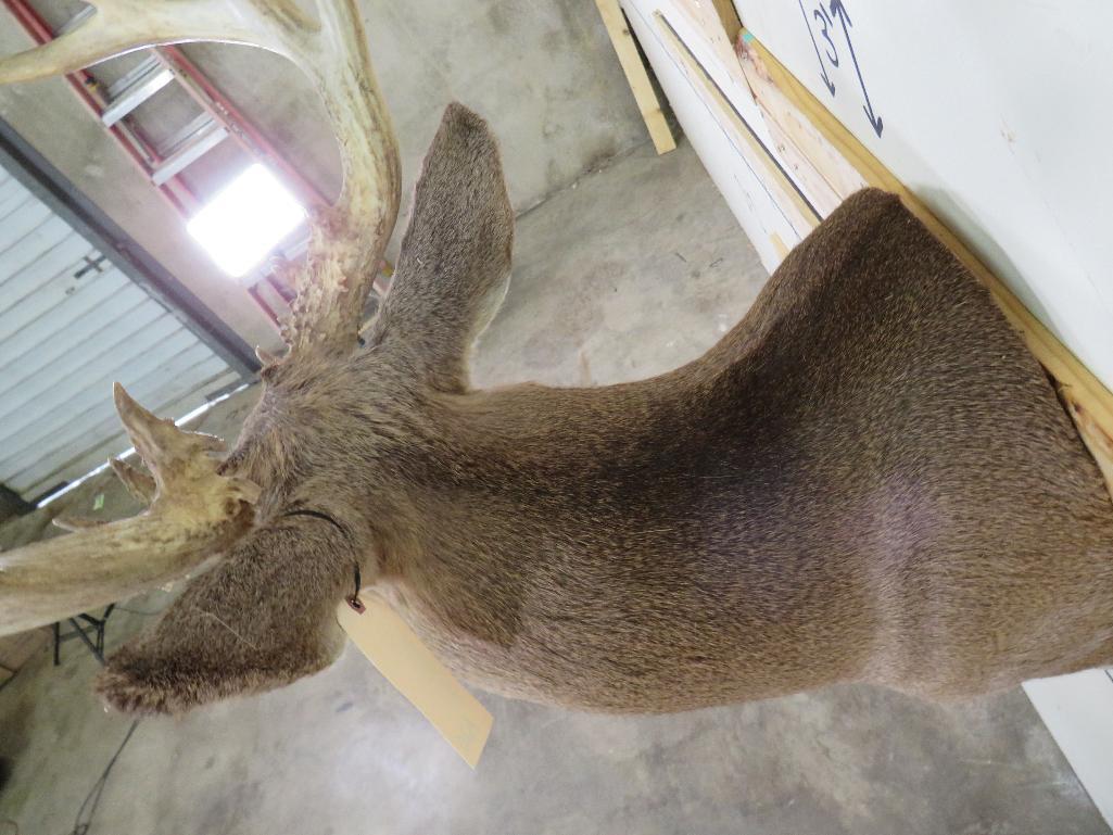 20 Pt Whitetail Sh Mt w/lots of brow tines TAXIDERMY