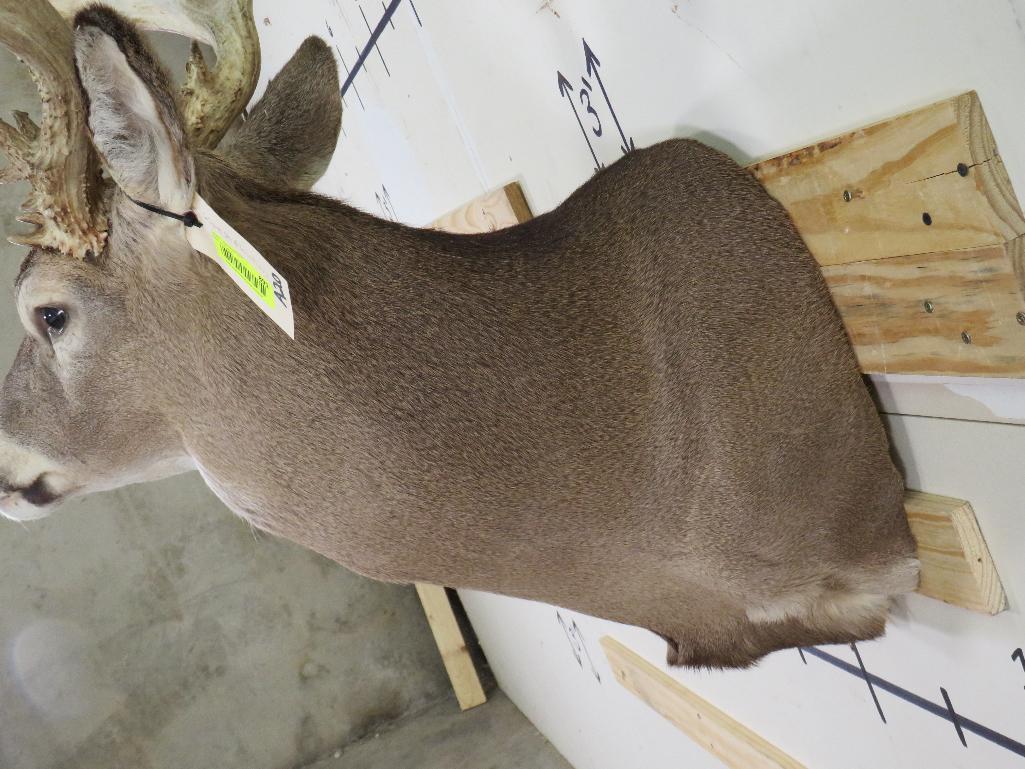 20 Pt Whitetail Sh Mt w/lots of brow tines TAXIDERMY