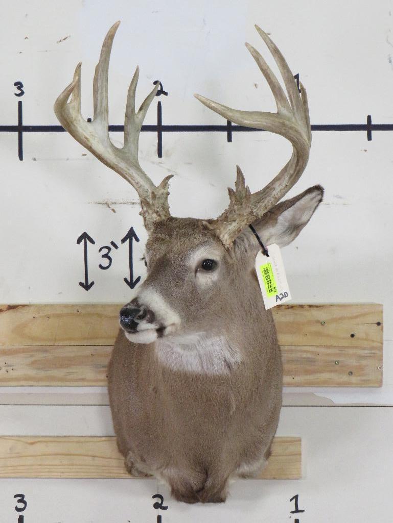 20 Pt Whitetail Sh Mt w/lots of brow tines TAXIDERMY