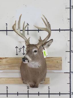 20 Pt Whitetail Sh Mt w/lots of brow tines TAXIDERMY