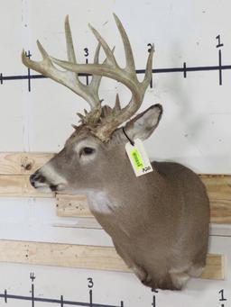 20 Pt Whitetail Sh Mt w/lots of brow tines TAXIDERMY