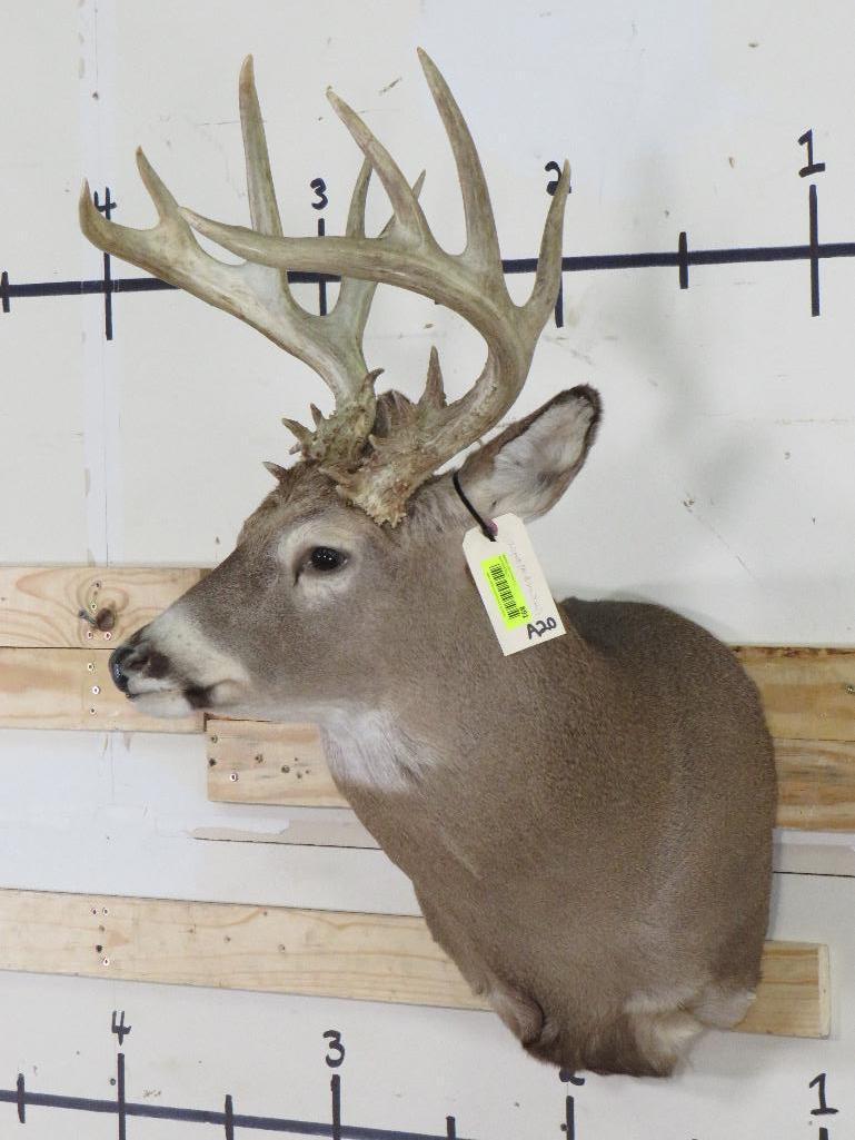 20 Pt Whitetail Sh Mt w/lots of brow tines TAXIDERMY