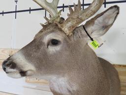 20 Pt Whitetail Sh Mt w/lots of brow tines TAXIDERMY