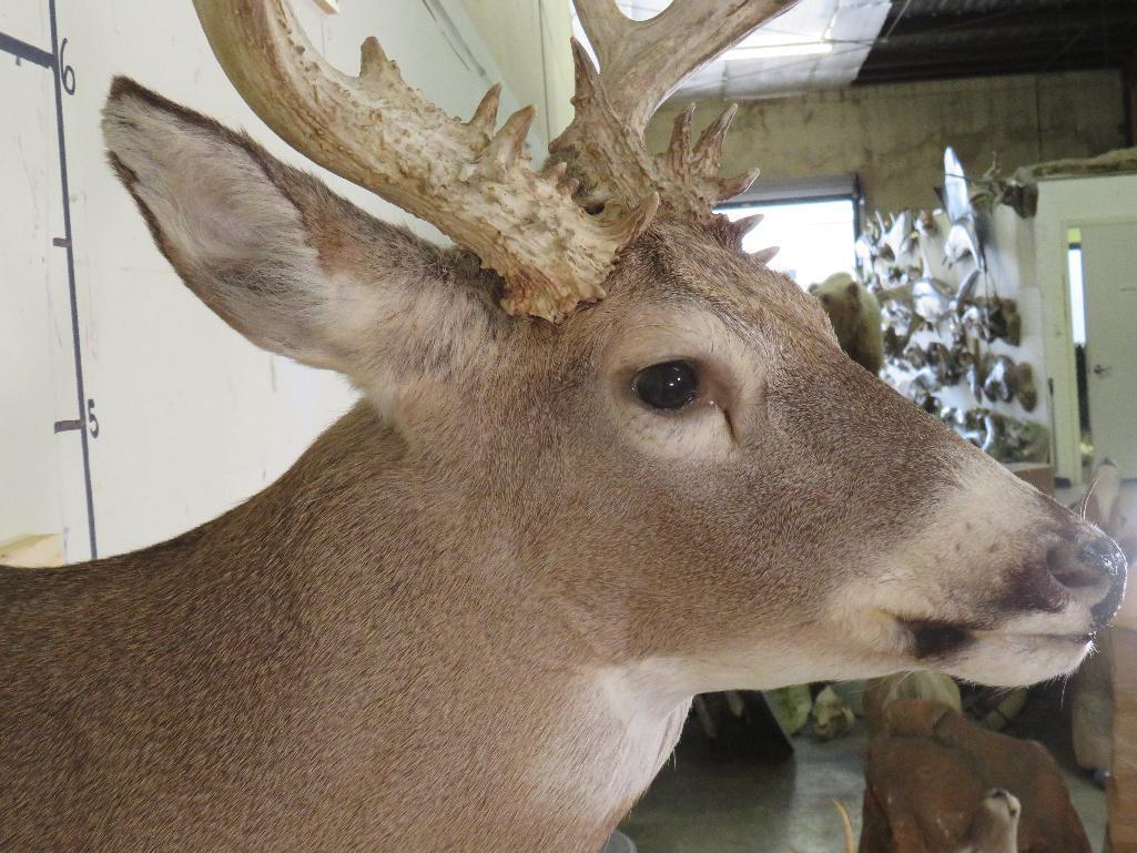 20 Pt Whitetail Sh Mt w/lots of brow tines TAXIDERMY