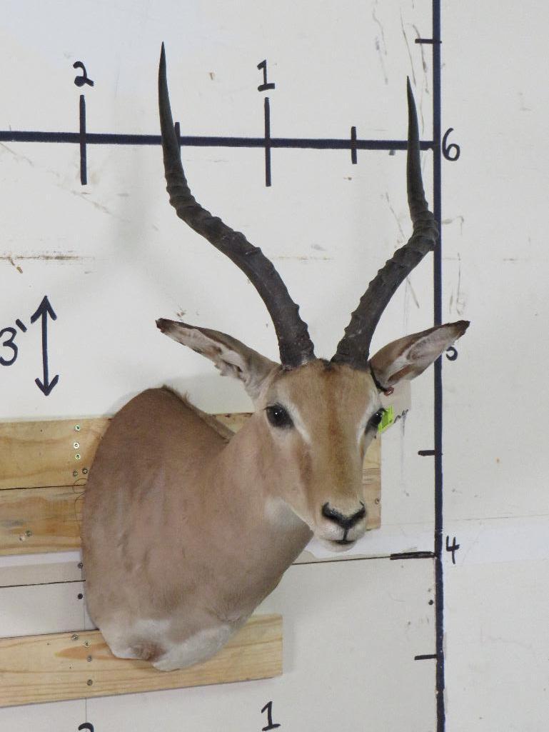 Impala Sh Mt TAXIDERMY