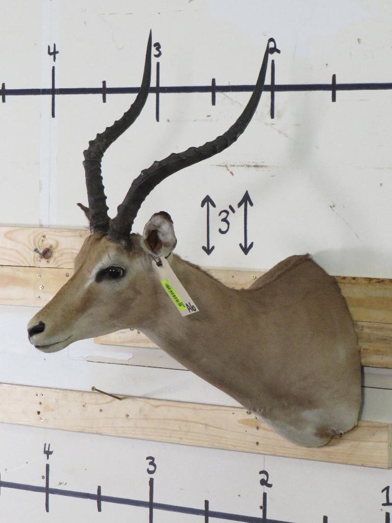 Impala Sh Mt TAXIDERMY