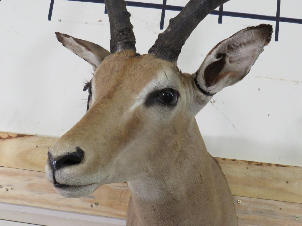 Impala Sh Mt TAXIDERMY