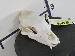 Black Bear Skull TAXIDERMY