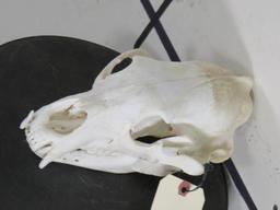 Black Bear Skull TAXIDERMY