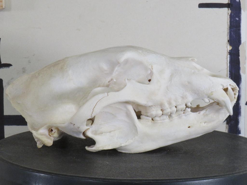 Black Bear Skull TAXIDERMY