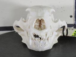 Black Bear Skull TAXIDERMY