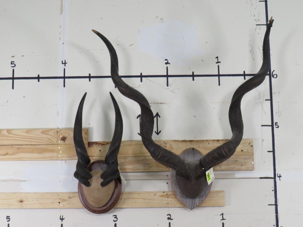 Eland and Kudu Horns on Plaques (ONE$) TAXIDERMY