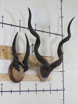 Eland and Kudu Horns on Plaques (ONE$) TAXIDERMY