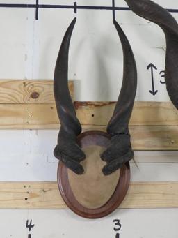 Eland and Kudu Horns on Plaques (ONE$) TAXIDERMY