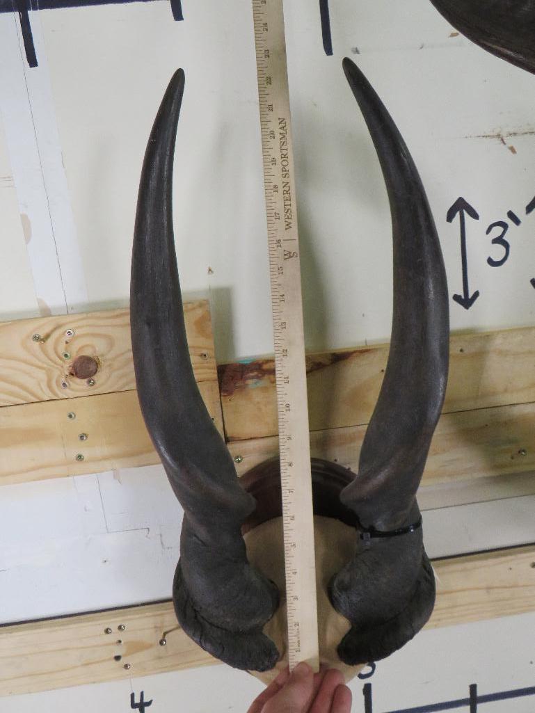 Eland and Kudu Horns on Plaques (ONE$) TAXIDERMY