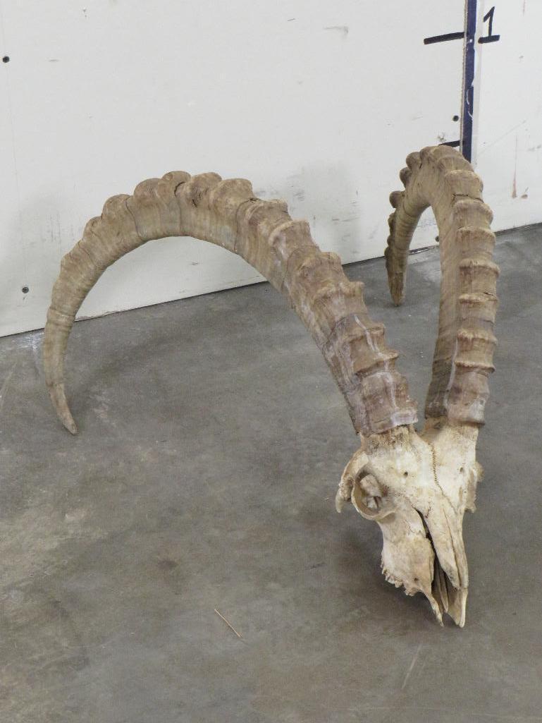 Ibex Skull w/Removable Horns TAXIDERMY