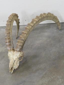 Ibex Skull w/Removable Horns TAXIDERMY